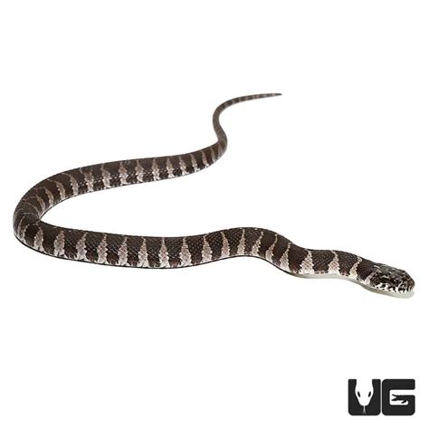 Baby Northern Water Snake for Sale - Underground Reptiles