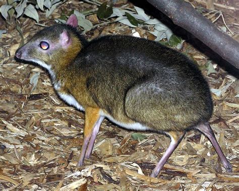 Chevrotain | Chevrotain