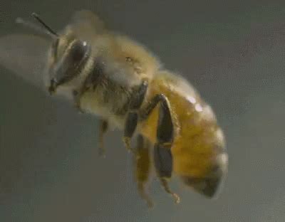 蜜蜂 采蜜 昆虫 飞行 GIF - Bee GatherHoney Insect - Discover & Share GIFs