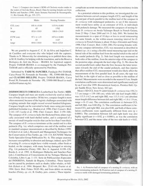 (PDF) Leatherback turtle (Dermochelys coriacea): size