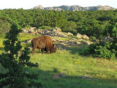 Bison Bellows: Wichita Mountains Wildlife Refuge (U.S. National Park Service)