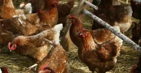 Bird flu forces Ohio egg farm to euthanize 3 million chickens - CBS ...