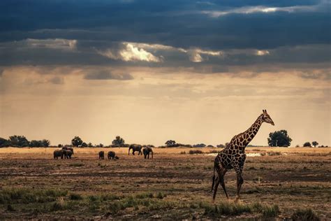 The African Plains | Smithsonian Photo Contest | Smithsonian Magazine