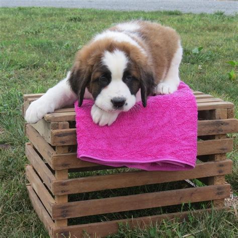 St. Bernard Puppies For Sale | Dallas, TX #290753