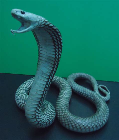 taxidermy cobra snake / unmounted real running spitting cobta naja ...