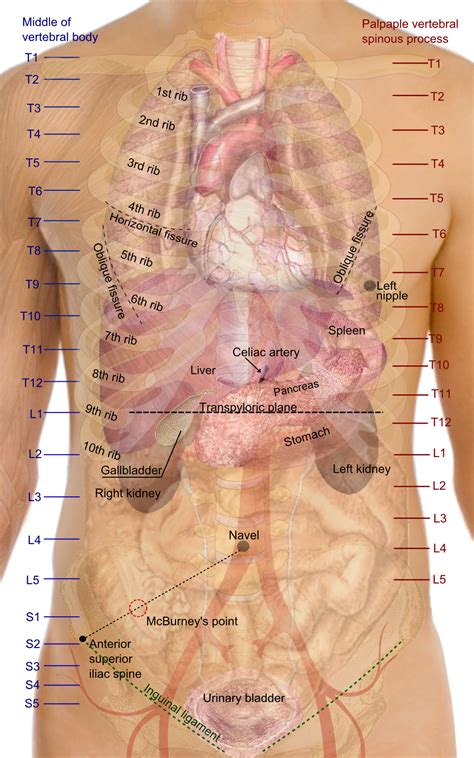 Levels! Perfect. | Medical anatomy, Body anatomy, Medical