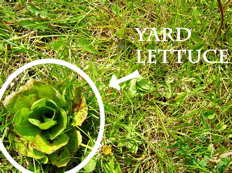 Calling All Odd Ducks: Topic of the Day: Yard Lettuce