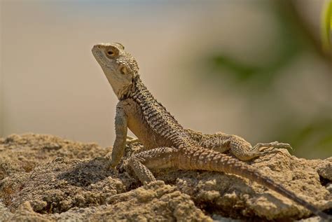 Starred Agama Lizard - Cyprus | Talk Photography