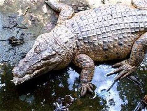 Philippine Crocodile facts, pictures, videos and more - Crocodile Facts