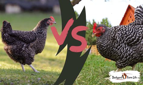 Cuckoo Maran Vs. Barred Rock Chickens (& Their Unique Differences!)