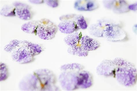 Candied Violets Photograph by Foodografix - Fine Art America