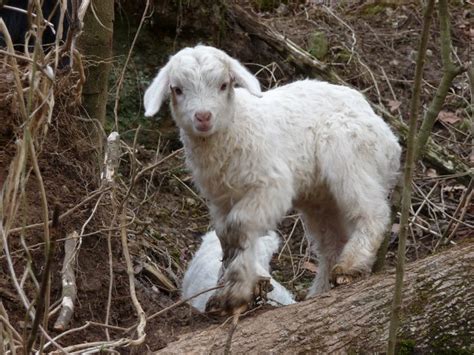 One of our adorable cashmere goat kids. We usually kid in April. | Goat ...