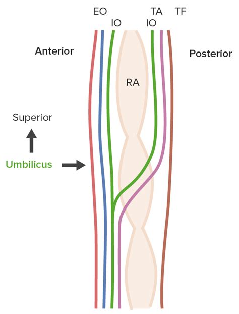 Contratación dividir asistencia anterior abdominal wall anatomy ...