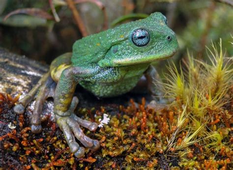 New Marsupial Frog Species Discovered in Peru - Reptiles Magazine