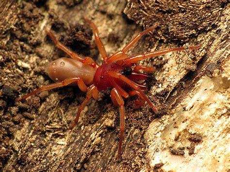 Woodlouse Spider: Identification and Extermination | Arete Pest Control