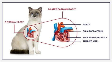 Enlarged Heart (Dilated Cardiomyopathy) In Cats - PetlifeCA