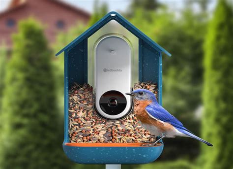 Bird Buddy - Bird Feeder Camera - Tech I Want