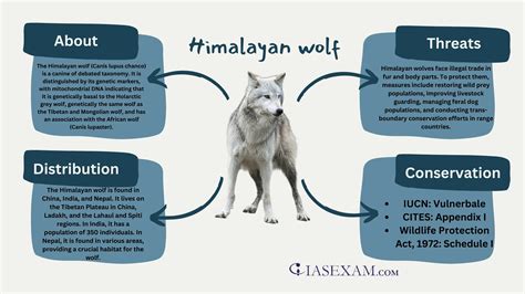 Himalayan wolf - IAS EXAM