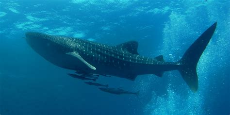 File:Similan Dive Center - great whale shark.jpg - Wikimedia Commons