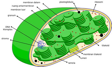 Fungsi Kloroplas dan Srtukturnya dalam Sel Tumbuhan (Lengkap)