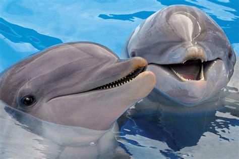 Baby Animals - Dolphins (Mini) Jigsaw Puzzle | PuzzleWarehouse.com