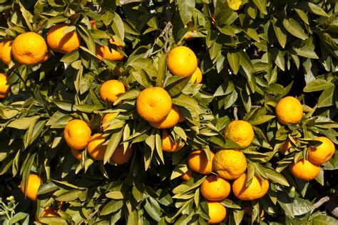 Citrus tree varieties offered by Waimea Nurseries