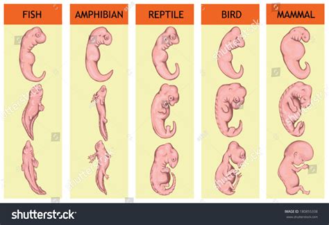 Different Stages In The Early Embryonic Development Of Vertebrates Ã¢Â?Â? Fish, Amphibian ...