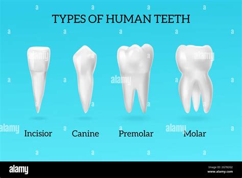 Canine human teeth Stock Vector Images - Alamy