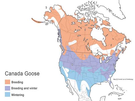 Canada Goose | Types of Ducks & Geese