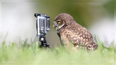 Wild photographers: 20 curious animals with cameras | Page 4 of 4 ...