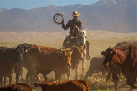 Cattle drives and riding holidays | Equus Journeys