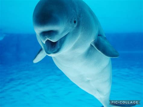 Beluga Whale: The Vocal White Whale