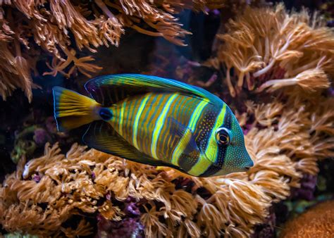 Tropical Fish Free Photo Download | FreeImages