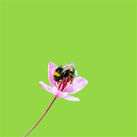 Bee On Pink Flower Free Stock Photo - Public Domain Pictures