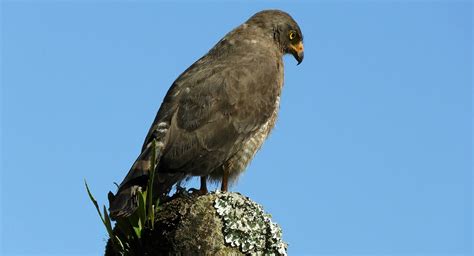 Download free photo of Nature, ave, gavilan, bird of prey, colombia ...