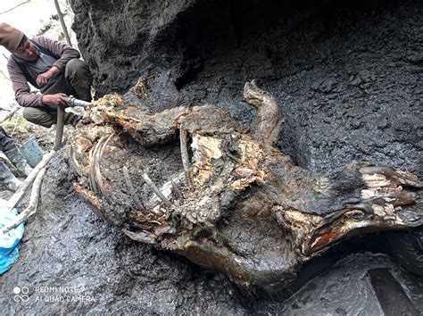 Well-preserved Ice Age woolly rhino found in Siberia - CGTN