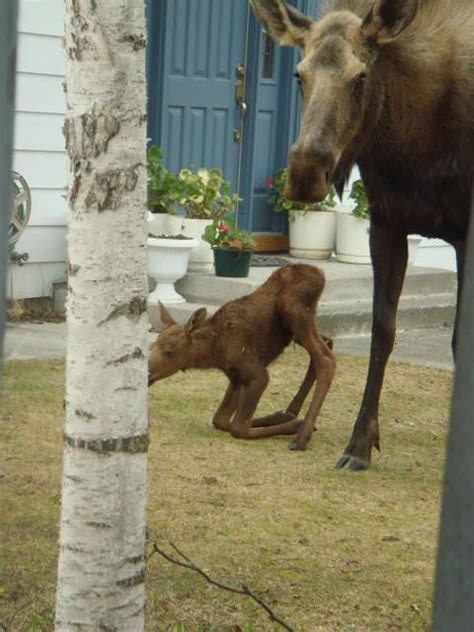 Katahdin's Shadow Outfitters - Baby Moose