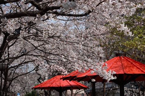 Sakura in Kyoto 02 by Appriory on DeviantArt