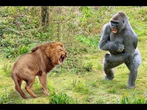 Craziest Animals Fights | Classic fight Lion , gorilla attack - Lion ...