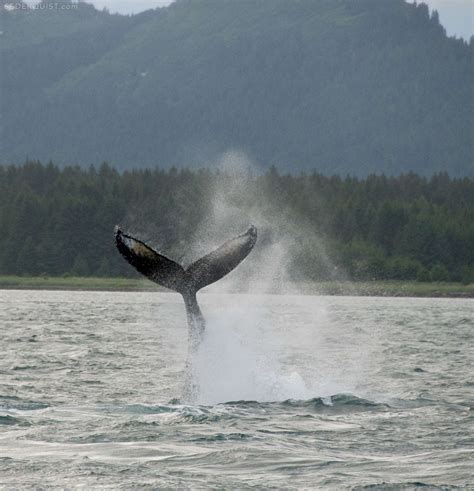 lobtailing-humpback-whale-alaska - Betty Sederquist Photography