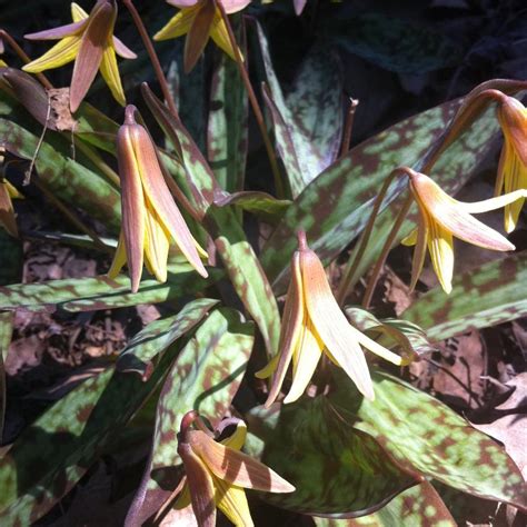 Erythronium americanum from NVK Nurseries