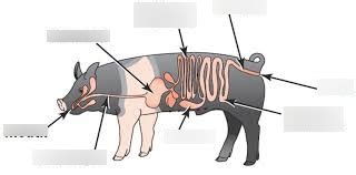 Monogastric Digestive System Diagram | Quizlet
