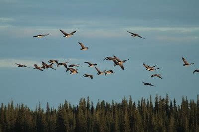 44 Best Goose Hunting Tips