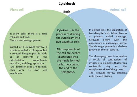 Use the Venn diagram to compare and contrast cytokinesis in | Quizlet