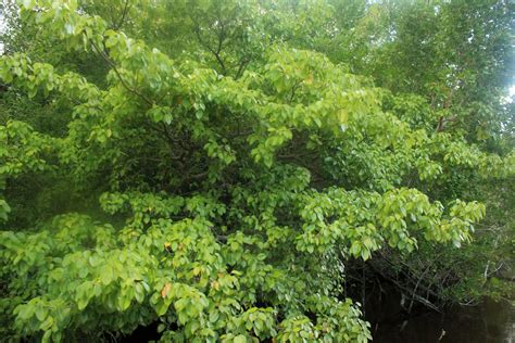 Manchineel Tree image - Free stock photo - Public Domain photo - CC0 Images