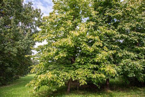 How to Grow and Care for Hazelnut Trees