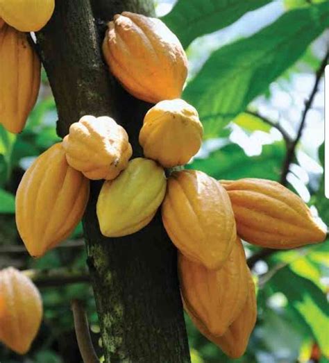 Theobroma cacao - Cocoa Tree - The Seed Vine