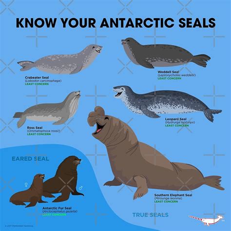 "Know Your Antarctic Seals" by PepomintNarwhal | Redbubble