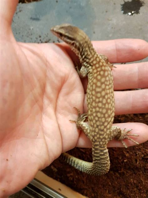 Baby yellow ackie monitor | in Blackley, Manchester | Gumtree