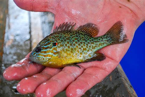 Sea Wonder: Pumpkinseedfish | National Marine Sanctuary Foundation